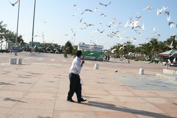 Hiện trường - Người đàn ông cho ngàn chim bồ câu ăn trên Công viên Biển Đông (Hình 2).
