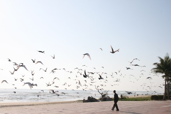 Hiện trường - Người đàn ông cho ngàn chim bồ câu ăn trên Công viên Biển Đông (Hình 11).