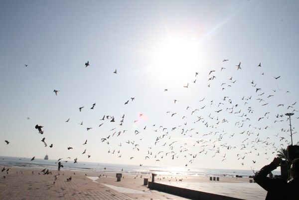 Hiện trường - Người đàn ông cho ngàn chim bồ câu ăn trên Công viên Biển Đông (Hình 12).