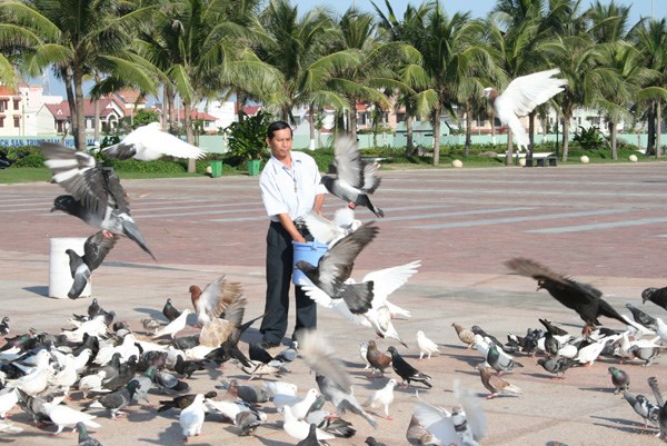 Hiện trường - Người đàn ông cho ngàn chim bồ câu ăn trên Công viên Biển Đông (Hình 7).