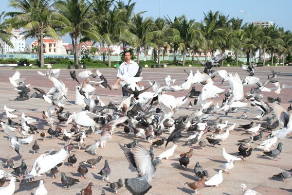 Hiện trường - Người đàn ông cho ngàn chim bồ câu ăn trên Công viên Biển Đông (Hình 8).