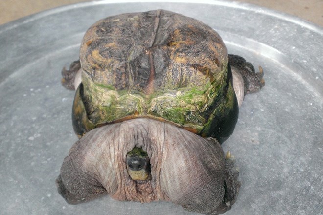 Tài nguyên - Phát hiện con rùa có hình thù kỳ dị tại Tiền Giang