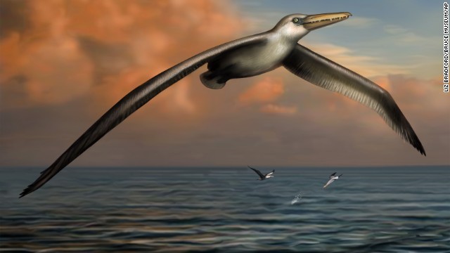 Phát hiện loài chim lớn nhất từng tồn tại trên trái đất