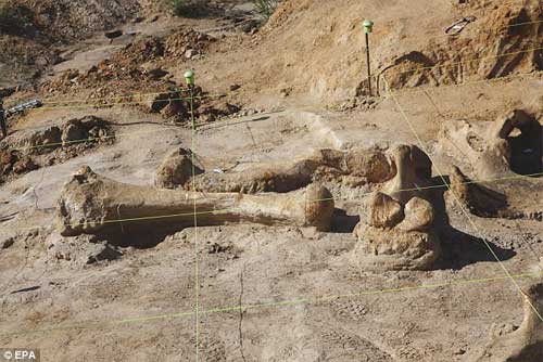 Hiện trường - Phát hiện bộ xương khổng lồ của sinh vật thời kỷ băng hà (Hình 3).