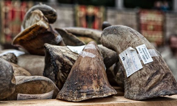 Tài nguyên - Công khai tiêu hủy 50kg sừng tê giác tại Châu Âu (Hình 2).