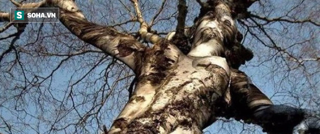Tin tức - Những thân cây trên thế giới 'dị' hơn cây gỗ giá 1 triệu USD ở Thanh Hóa