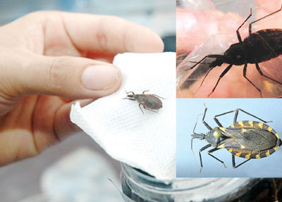 Sức khoẻ - Làm đẹp - Xuất hiện bọ xít hút máu người tại Hà Nội