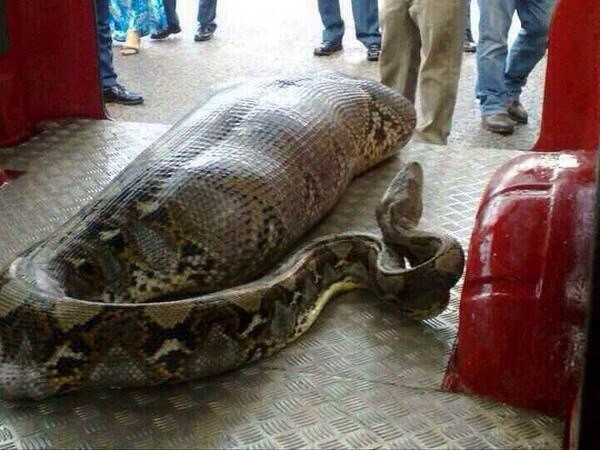 Terrifying giant python who swallowed drunk