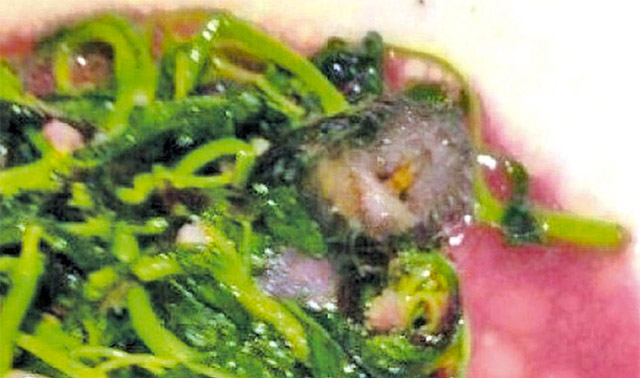 Sức khoẻ - Làm đẹp - Kinh hãi phát hiện chuột chết trong đĩa rau tại nhà hàng
