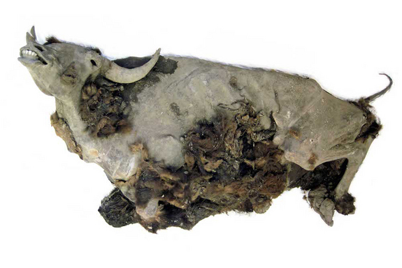 Phát hiện xác ướp bò rừng gần 10 nghìn năm tuổi