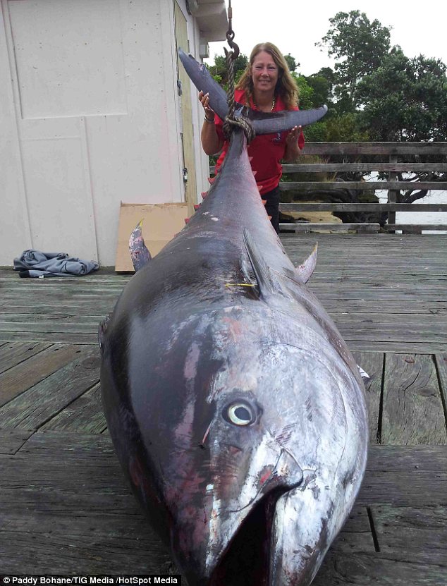  - New Zealand: Bắt được cá ngừ “khủng” nặng gần nửa tấn