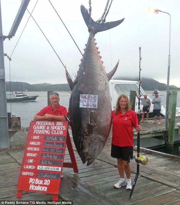  - New Zealand: Bắt được cá ngừ “khủng” nặng gần nửa tấn (Hình 3).