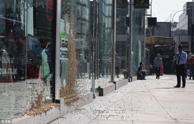 Người phụ nữ bị 5.000 con ong “bao vây” giữa thủ đô London