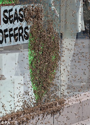 Người phụ nữ bị 5.000 con ong “bao vây” giữa thủ đô London