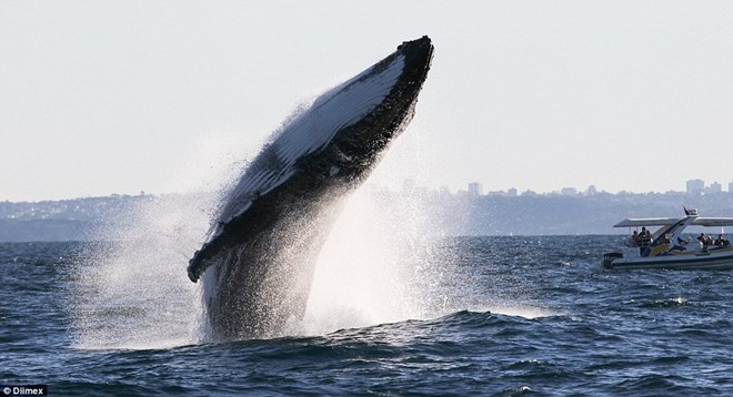  - Cận cảnh cú nhảy ngoạn mục của con cá voi lưng gù nặng 40 tấn