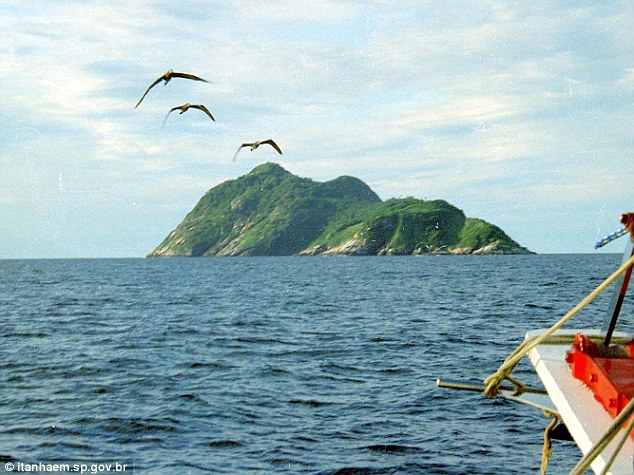  - Hãi hùng Đảo Rắn ở Brazil (Hình 3).