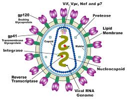 Sức khoẻ - Làm đẹp - 5 loại virus đáng sợ hơn Ebola (Hình 2).