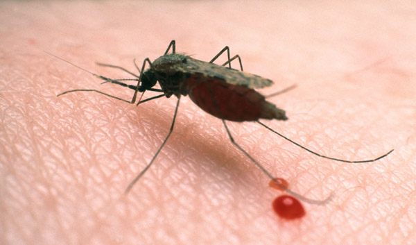 Cách phòng tránh bệnh sốt rét hiệu quả trong mùa mưa