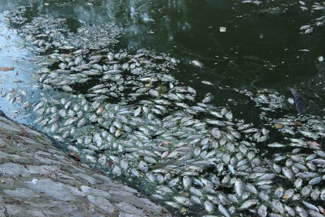 Tin tức - Hà Nội: Cá chết trắng trên hồ Thiền Quang bốc mùi nồng nặc (Hình 2).