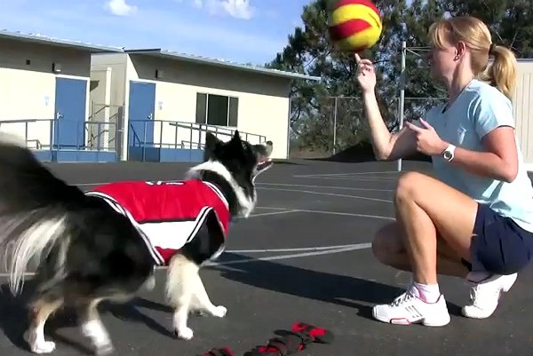 - Video: Chó ghi điểm bóng rổ siêu ngoạn mục