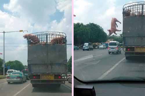 Đời sống - Kỳ diệu chú lợn nhảy từ nóc xe tải gần 5m xuống vẫn sống sót