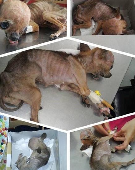 Cộng đồng mạng - Phẫn nộ chú chó Chihuhua bị bỏ đói, vứt trong sọt rác đến chết