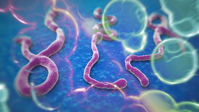 Bệnh nhân Ebola tử vong đáng sợ như thế nào?