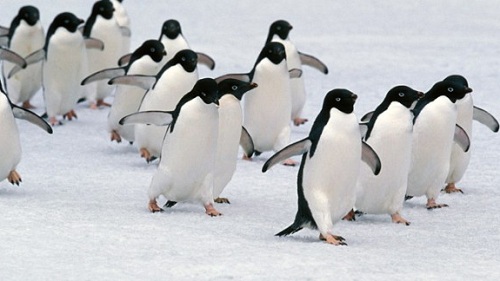  - Jetstar Pacific giành riêng chuyên cơ chở 15 con chim cánh cụt 