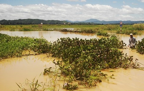 Đắk Lắk: Dân lội sông vì cầu... chìm dưới nước