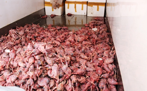  - Phát hiện 3 tấn chim cút thối rữa trong xe tải đông lạnh (Hình 2).
