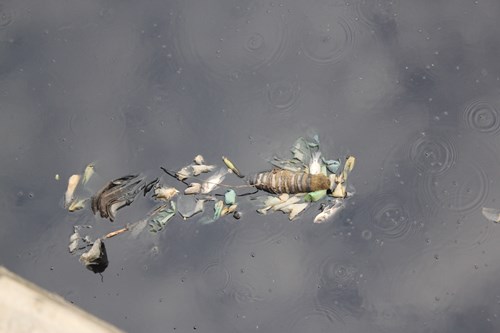 Cá chết bất thường, nổi trắng kênh Nhiêu Lộc- Thị Nghè