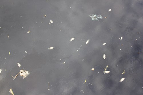 Cá chết bất thường, nổi trắng kênh Nhiêu Lộc- Thị Nghè
