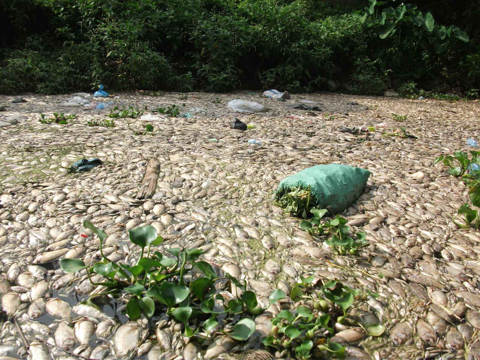 Hà Nam: Hàng tấn cá chết bất thường trên sông Nhuệ