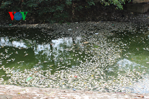  - Cá chết trắng hồ Thiền Quang, người đi đường phải bịt mũi (Hình 4).