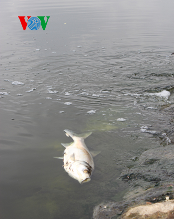  - Cá chết trắng hồ Thiền Quang, người đi đường phải bịt mũi (Hình 6).