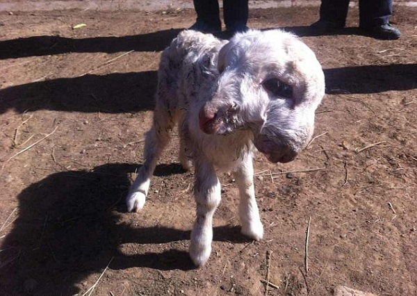  - Kinh ngạc chú cừu hai đầu mới sinh ở Trung Quốc