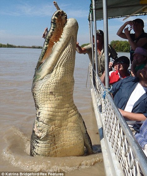  - Cá sấu khổng lồ 'xơi tái' cá mập (Hình 2).
