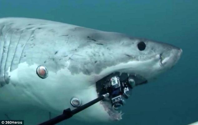 Cá mập trắng khổng lồ cắn nát máy quay phim trị giá 12.000 USD