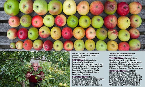  - Cây táo 'thần kỳ' mọc ra 50 loại quả khác nhau ở Anh