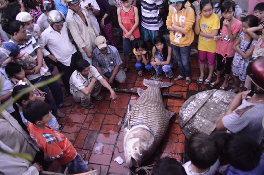  - Vĩnh Long: Bắt được cá hô vàng nặng 130kg (Hình 2).