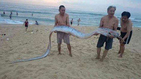 Tin trong nước - 'Cá thiêng' 4m trôi dạt vào bờ biển Quảng Bình