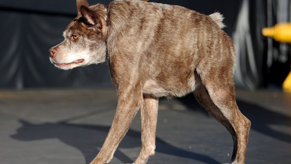 Video-Hot - Lai lịch xúc động của chú chó vừa giành giải... xấu nhất thế giới