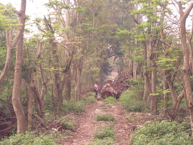  - Cận cảnh bãi tập kết cây xanh vừa bị chặt ở Hà Nội
