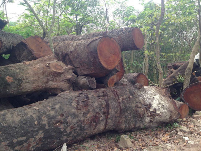  - Cận cảnh bãi tập kết cây xanh vừa bị chặt ở Hà Nội (Hình 6).