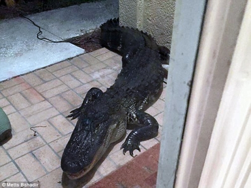 Cộng đồng mạng - Tá hỏa khi thấy cá sấu đập cửa “đòi” vào nhà lúc nửa đêm