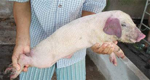 Sức khoẻ - Làm đẹp - Những mối nguy hiểm khi ăn phải thịt lợn chết