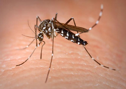Sức khoẻ - Làm đẹp - Dấu hiệu nhận biết của bệnh sốt xuất huyết