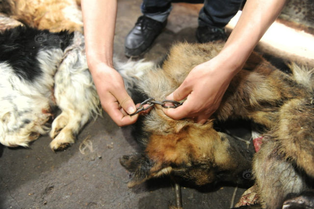Tin thế giới - Nhói lòng hình ảnh tại lò giết mổ chó ở Trung Quốc (Hình 4).