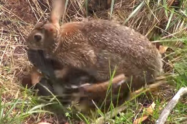 Gia đình - Tình yêu - Cảm động video thỏ mẹ lao vào cắn xé rắn độc để cứu con