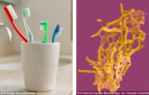 Sức khoẻ - Làm đẹp - Tiết lộ sốc: Hầu hết bàn chải đánh răng của bạn chứa vi khuẩn hôi thối